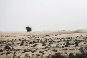 A photo of the desert near Dubai. A lone tree stands in the foreground.